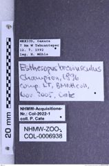 Etiketten zu Esthesopus breviusculus (Champion, 1896) (NHMW-ZOO-COL-0006938)